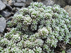 Raoulia mammilaris x leucogenes grandiceps